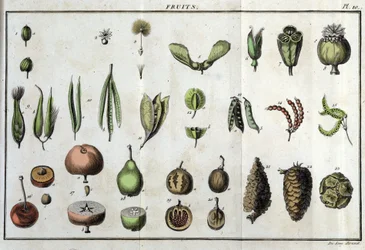 Frutos: em "Flora Françoise, ou uma breve descrição de todas as plantas que crescem naturalmente em França, organizadas de acordo com um novo método de análise ao qual a citação das suas virtudes menos equívocas na medicina e a sua utilidade nas artes" por