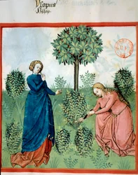 Chama o Hyssop. Duas mulheres cortam ramos de hyssop (planta medicinal e aromática). Miniatura em "Tacuinum sanitatis". Taqwim es siha" (Folio 30), escrito por Ibn Butlan, v.1445-1451. Paris, BN.