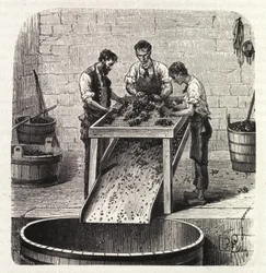 Classificação das uvas numa grelha durante o processo de elaboração do vinho de qualidade superior da Borgonha. Gravura a partir do final do século XIX