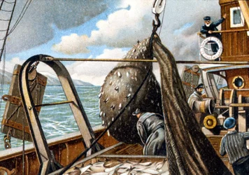 Pesca do arenque: levantar a rede no barco. Final do século XIX.