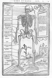 Esqueleto humano, parte anterior. Placa anatómica de "De dissectione partium corporis humani lbri tres"... "Carlo Stefano Riverio, Paris 1545