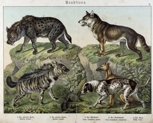 Hienas e cães. em "Histoires naturelles des mammals", ed. Schreiber