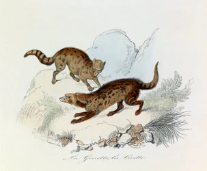 Ilustração do livro "Obras Completas de Buffon": Os quadrúpedes: La genette et la civette (gravura)