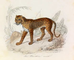 Ilustração do livro "Obras Completas de Buffon": Os quadrúpedes: A pantera (gravura)