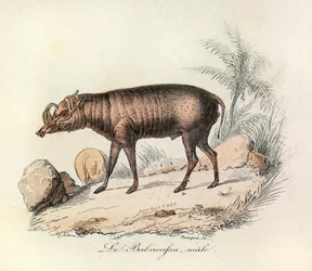 Ilustração do livro "Obras Completas de Buffon": Les Quadrupedes: Le babiroussa male (gravura)
