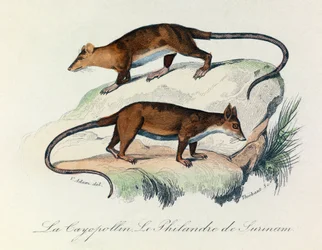 Ilustração do livro "Obras Completas de Buffon": Os quadrúpedes: O caimão e o filandês do Suriname (gravura)