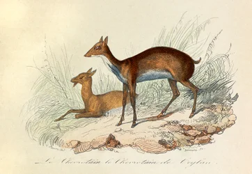 Ilustração do livro "Obras Completas de Buffon": Os quadrúpedes: Le chevrotain et le chevritain de Ceylon (gravura)