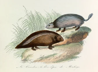 Ilustração do livro "Obras Completas de Buffon": Os quadrúpedes: Le coendou et le pork epic de Malaga (gravura)