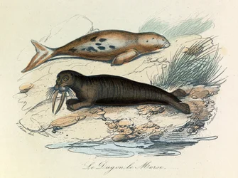 Ilustração do livro "Obras Completas de Buffon": Os quadrúpedes: Le dugon et le walrus (gravura)