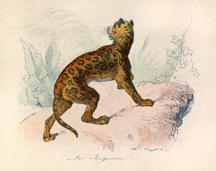 Ilustração do livro "Obras Completas de Buffon": Os quadrúpedes: O jaguar (gravura)