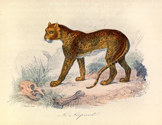 Ilustração do livro "Obras Completas de Buffon": Os quadrúpedes: O leopardo (gravura)
