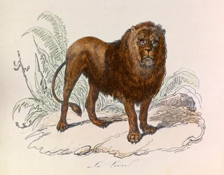 Ilustração do livro "Obras Completas de Buffon": Os quadrúpedes: O leão (gravura)