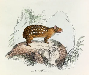 Ilustração do livro "Obras Completas de Buffon": Os quadrúpedes: A paca (gravura)