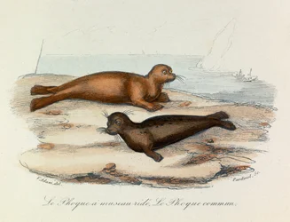 Ilustração do livro "Obras Completas de Buffon": Os quadrúpedes: A foca a cavalgar e a foca (gravura)