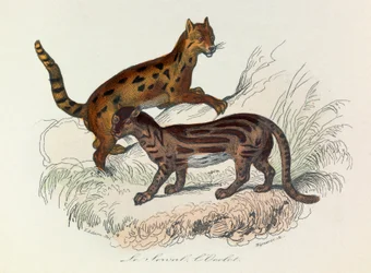 Ilustração do livro "Obras Completas de Buffon": Os quadrúpedes: Le serval et l