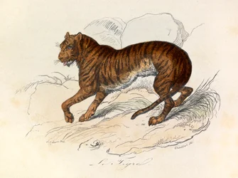 Ilustração do livro "Obras Completas de Buffon": Os quadrúpedes: O tigre (gravura)