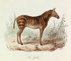 Ilustração do livro "Obras Completas de Buffon": Os quadrúpedes: Le zebre (gravura)