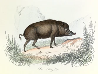 Ilustração do livro "Obras Completas de Buffon": Os animais: O javali (gravura)