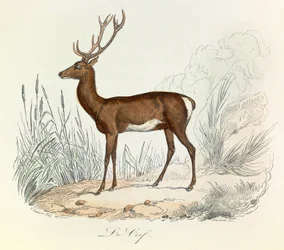 Ilustração do livro "Obras Completas de Buffon": Os animais: Le cerf (gravura)