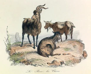 Ilustração do livro "Obras Completas de Buffon": Os animais: A cabra e os bodes (gravura)