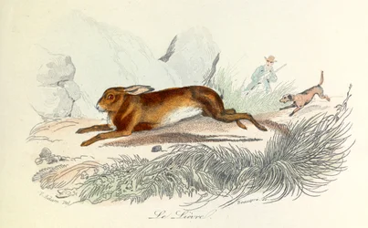 Ilustração do livro "Obras Completas de Buffon": Os animais: A lebre (gravura)