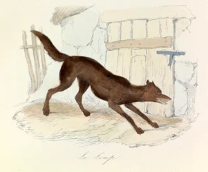Ilustração do livro "Obras Completas de Buffon": Os animais: O loup (gravura)