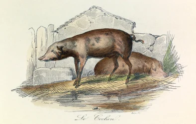 Ilustração do livro "Obras Completas de Buffon": Os animais: O pichon (gravura)