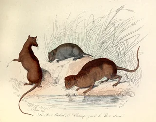 Ilustração do livro "Obras Completas de Buffon": Les animaux: Le rat perchat, le vole et le rat d
