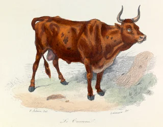 Ilustração do livro "Obras Completas de Buffon": Os animais: Le taureau (gravura)