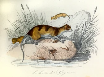 Ilustração do livro "Obras Completas de Buffon": Os animais domésticos: A lontra da Guiana (gravura)