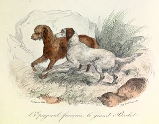 Ilustração de um Spaniel francês e de um Barbete grande com a nomenclatura de Linneene e a classificação de Cuvier (gravura)