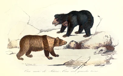 Ilustração do urso siberiano macho e do urso de lábios grandes, classificados por Linneene e Cuvier (gravura)