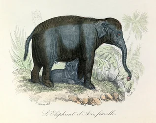 Ilustração de um elefante asiático fêmea do livro de Buffon, classificado por Linnaeus e Cuvier (gravura)