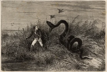 Incidente durante uma caça ao pato nas marecages de Pointe aux Moustiques ou Pointe Macouria (Guiana Francesa), ataque de uma jibóia ao caçador na vigia. Gravura para ilustrar a viagem na Guiana Francesa em 1862-1863, de Frederic Bouyer, capitão de fregate