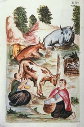 Pastores indígenas que cuidam de vacas, do livro "Trujillo del Peru" ou "Códice Martínez Compañón", de Baltazar Martinez Compañón y Bujanda, bispo de Trujillo (1782-1785)