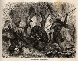 Ticuna indiana (Peru) atacando com uma lança um tigre que acaba de saltar em sua canoa e ferir seu companheiro, as ticunas do rio Nhamondas têm reputação para suas esposas guerreiras, por isso os primeiros viajantes e estudiosos a observá-las chamaram-nas 