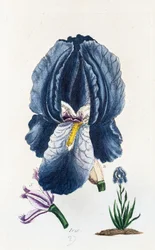 Íris