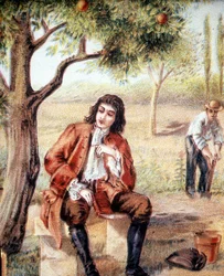 Isaac Newton (1642-1727), matemático, físico e astrônomo inglês, encontra a teoria da gravitação ao observar a queda de uma macieira, uma ilustração do século XIX.