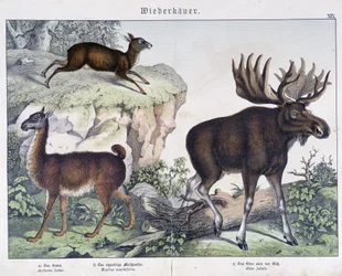 Lama, alce (alce) - em "Natural histories of mammals", ed. Schreiber
