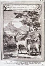 Lamas do Peru - em "Viagem Histórica da América do Sul feita pela Ordem do Rei de Espanha por Don George Juan e Don Antoine de Ulloa", T.1, no C.A. Jombert, Librairie du Roi, Paris