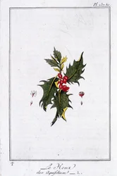 Le Holly (Ilex Aquifolium) - em "Exercises de botany à l