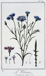 Le cornflower (Centaurea Cyanus) - em "Exercises de botany à l