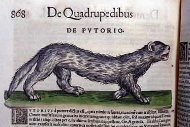 O fertois - em Historia Animalium por Conrad Gesner (1516 - 1565), Tiguri