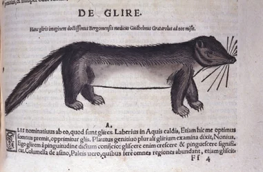 O dormitório em Historia Animalium por Conrad Gesner (1516 - 1565), Tiguri
