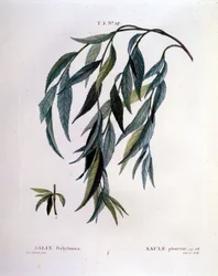 Folha de salgueiro chorão (Salix babylonica).
