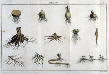 Les Roots: em "Flora Françoise, ou uma breve descrição de todas as plantas que crescem naturalmente em França, organizadas de acordo com um novo método de análise ao qual anexamos a citação das suas virtudes menos equívocas na medicina e a sua utilidade em