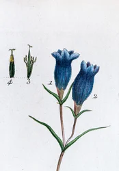 Genciana pequena (Genciana dos pântanos