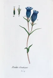 Genciana pequena (Genciana dos pântanos
