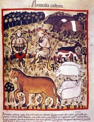 Gado, ovelhas, cabras e porcos. Iluminação a partir da ordenha de medicamentos e dietética "Tacuinum sanitatis".