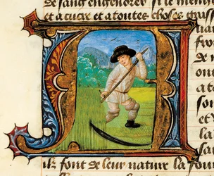 Medicina: um camponês a cortar o trigo. Miniatura retirada do Tratado de Medicina de Aldebrande de Florence (Aldebrando)